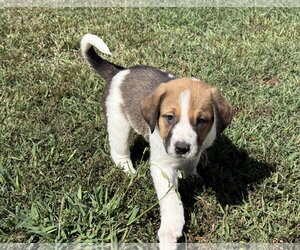 Anatolian Shepherd-Unknown Mix Dogs for adoption in Holly Springs, NC, USA