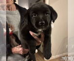 Small #2 Labrador Retriever Mix