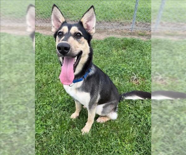 Medium Photo #2 Gerberian Shepsky Puppy For Sale in Conroe, TX, USA