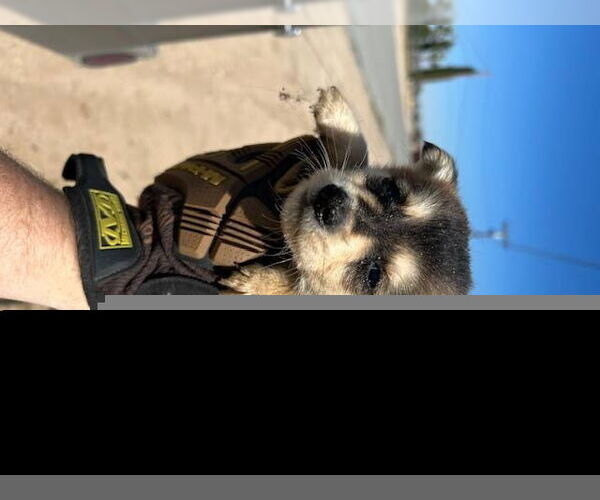 Medium Photo #1 Chihuahua-Unknown Mix Puppy For Sale in HESPERIA, CA, USA