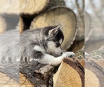 Small Photo #12 Alaskan Klee Kai-Pomsky Mix Puppy For Sale in STAPLES, MN, USA