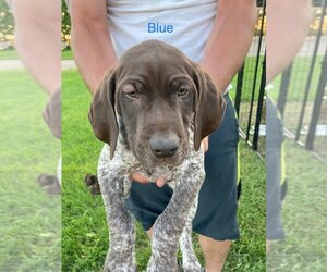 German Shorthaired Pointer Puppy for sale in CLIMAX, MN, USA