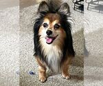 Small Photo #2 Pomeranian-Unknown Mix Puppy For Sale in Aurora, IN, USA