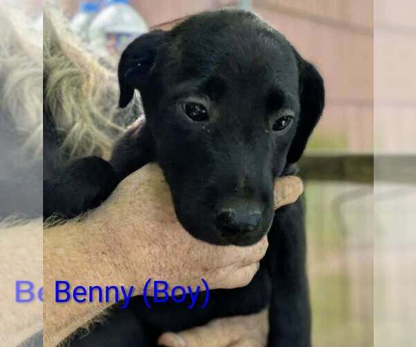 Medium Photo #2 Beago Puppy For Sale in Aurora, IN, USA