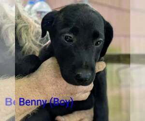 LLP Nina : Benny - Male Beago Dog for Adoption - Photo #2
