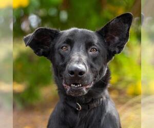 Ozzie - Male Labrador Retriever-Unknown Mix Dog for Adoption - Photo #2