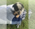 Small Photo #6 Australian Cattle Dog Puppy For Sale in GOSHEN, IN, USA