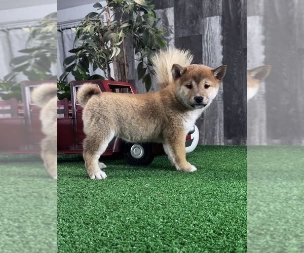 Medium Photo #5 Shiba Inu Puppy For Sale in CANOGA, NY, USA
