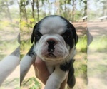 Small #7 Frenchie Pug