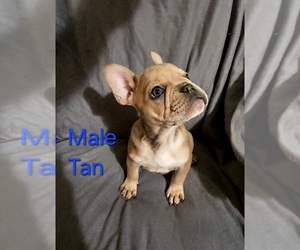 French Bulldog Puppy for sale in CLARKSVILLE, OH, USA