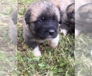 German Shepherd Dog-Great Pyrenees Mix Puppy for sale in LINDEN, VA, USA