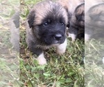 Image preview for Ad Listing. Nickname: Litter of 8