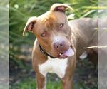 Small #1 Mutt