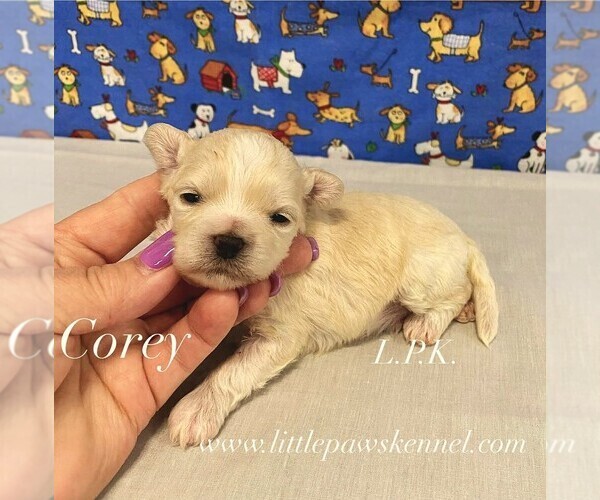 Medium Photo #1 Maltipoo (Toy) Puppy For Sale in WINNSBORO, LA, USA