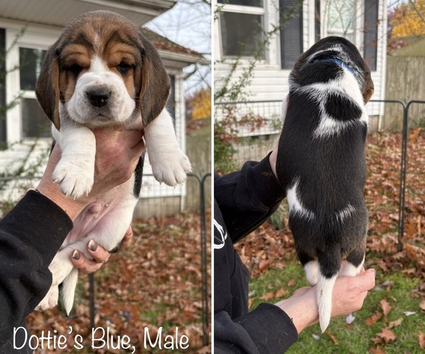 Medium Photo #3 Beagle Puppy For Sale in BROWNSVILLE, OR, USA