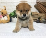 Small Photo #2 Shiba Inu Puppy For Sale in WASHINGTON, DC, USA