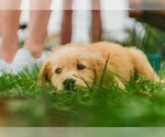 Small Photo #10 Golden Retriever Puppy For Sale in SEBREE, KY, USA