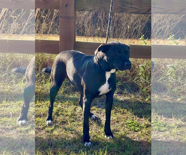 Medium Photo #2 Bulldog-Labrador Retriever Mix Puppy For Sale in Tarrytown, GA, USA