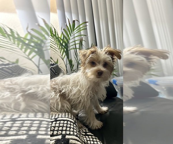 Medium Photo #1 YorkiePoo Puppy For Sale in COVINA, CA, USA