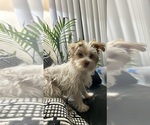 Small Photo #1 YorkiePoo Puppy For Sale in COVINA, CA, USA