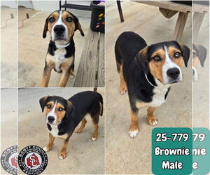 Beagle-Unknown Mix Dogs for adoption in Georgetown, KY, USA