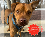 Small #32 American Pit Bull Terrier-Jack Russell Terrier Mix