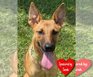 Ainsley - Female German Shepherd Dog-Unknown Mix Dog for Adoption - Photo #5