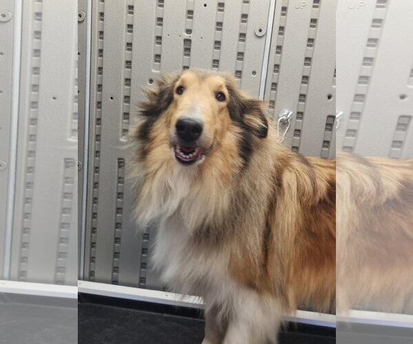 Medium Photo #2 Collie Puppy For Sale in Chantilly, VA, USA