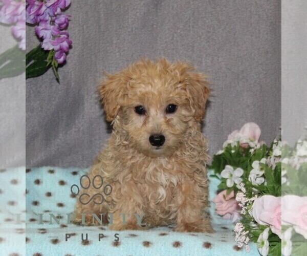 Medium Photo #2 Poovanese Puppy For Sale in RISING SUN, MD, USA