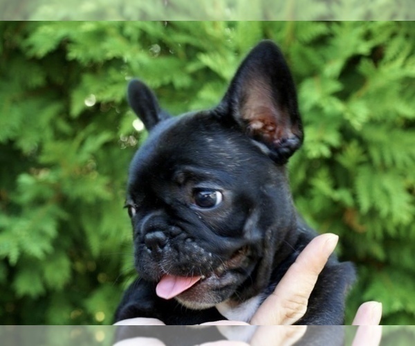 Medium Photo #3 French Bulldog Puppy For Sale in STATEN ISLAND, NY, USA
