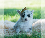 Small #6 Chihuahua