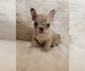French Bulldog Puppy for sale in VALLEJO, CA, USA