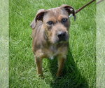 Small #3 American Staffordshire Terrier Mix