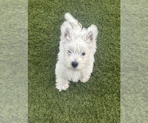 West Highland White Terrier Puppy for Sale in PHOENIX, Arizona USA