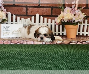 Shih Tzu Puppy for sale in FAIRFIELD, IA, USA