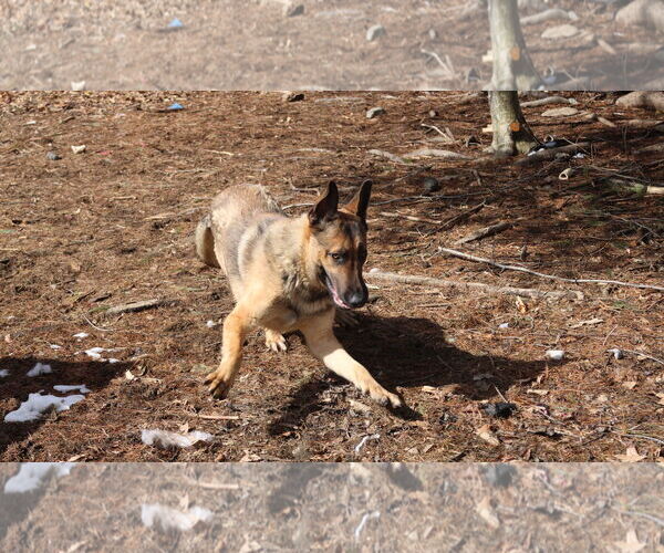 Medium Photo #20 German Shepherd Dog Puppy For Sale in Sebec, ME, USA