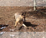 Small #19 German Shepherd Dog