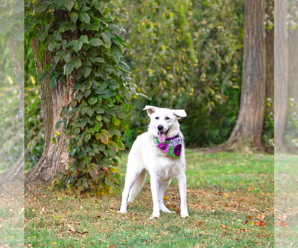 Medium Photo #15 Labrenees Puppy For Sale in Unionville, PA, USA