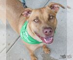 Small #4 Labrador Retriever Mix