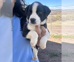Small #4 Bulldog Mix