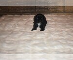Small Photo #7 Shih Tzu Puppy For Sale in FRESNO, CA, USA