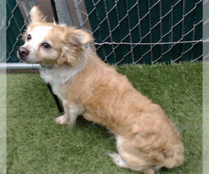 Chihuahua Dogs for adoption in Downey, CA, USA