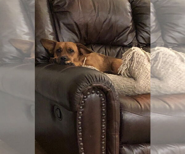 Medium Photo #2 Labrador Retriever Puppy For Sale in New York, NY, USA