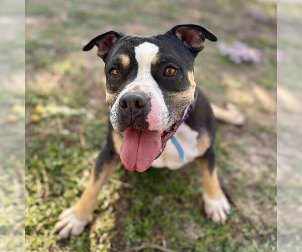 Medium Photo #1 Staffordshire Bull Terrier Puppy For Sale in Aurora, CO, USA