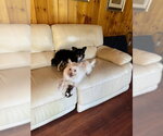 Small #3 Chihuahua