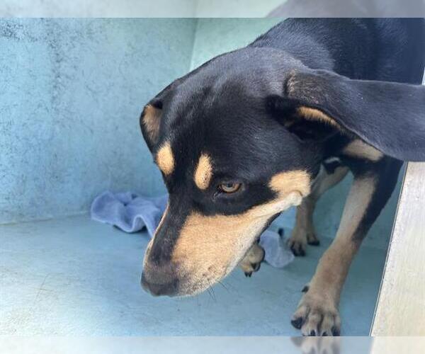 Medium Photo #1 Rottweiler-Unknown Mix Puppy For Sale in Ocala, FL, USA