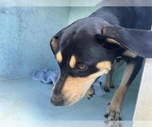 Rottweiler-Unknown Mix Dogs for adoption in Ocala, FL, USA