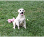 Wanda - Female Labrador Retriever Puppy for Sale - Photo #4
