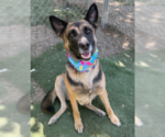 Small #2 German Shepherd Dog Mix