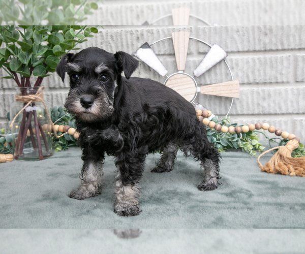 Medium Photo #34 Schnauzer (Miniature) Puppy For Sale in BALTIC, OH, USA